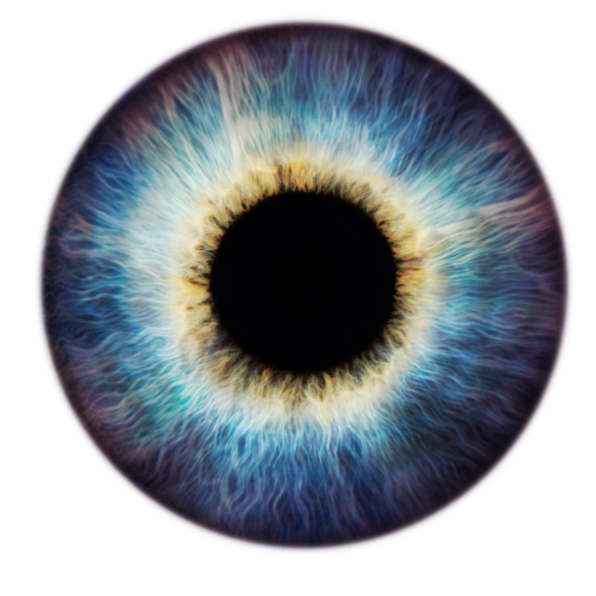 Scientifica eye logo